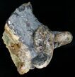 Two Hoploscaphities plenus Ammonites #6122-4